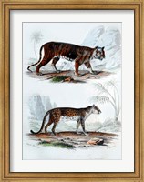 Framed Tiger and Leopard