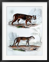 Framed Tiger and Leopard