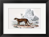 Framed Leopard III