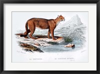 Framed Cougar