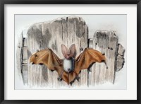 Framed Bat II