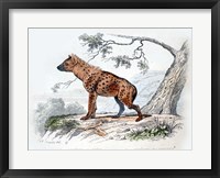 Framed Hyena II