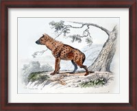Framed Hyena II
