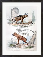 Framed Pair of Hyenas