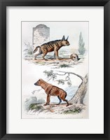 Framed Pair of Hyenas