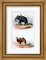 Framed Elephant and Camel