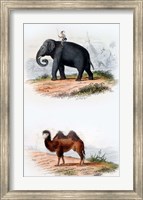 Framed Elephant and Camel