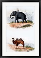 Framed Elephant and Camel