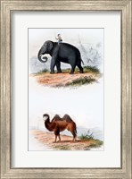 Framed Elephant and Camel