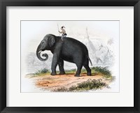 Framed Elephant