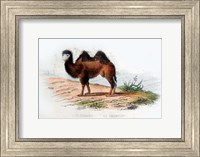 Framed Camel