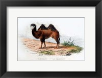 Framed Camel