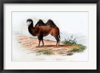 Framed Camel