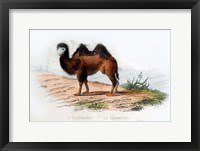 Framed Camel