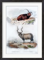 Framed Pair of Rams