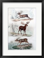 Framed Stag, Elk and Deer