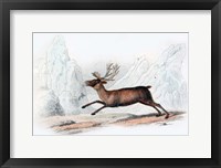 Framed Stag