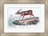 Framed Deer