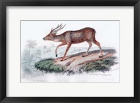 Framed Deer