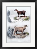 Framed Pair of Goats