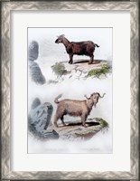Framed Pair of Goats