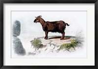 Framed Goat I