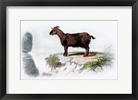 Framed Goat I