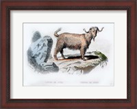 Framed Goat II