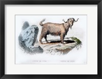 Framed Goat II