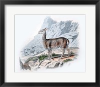 Framed Vicuna