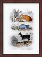Framed Three Mammals I