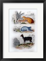 Three Mammals I Framed Print