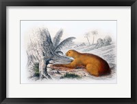 Framed Mammal I