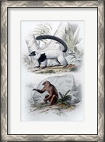Framed Pair of Mammals