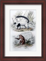 Framed Pair of Mammals