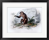 Framed Mammal V