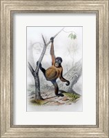 Framed Orangutan