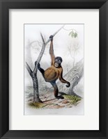 Framed Orangutan