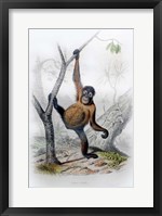 Framed Orangutan