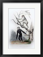 Framed Pair of Monkeys III