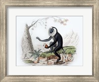 Framed Monkey III