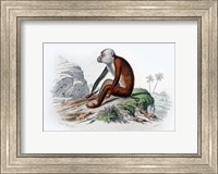 Framed Monkey IV
