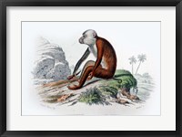 Framed Monkey IV