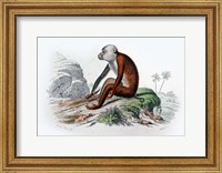 Framed Monkey IV