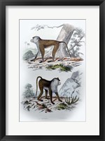 Framed Pair of Monkeys V