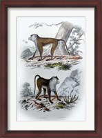 Framed Pair of Monkeys V