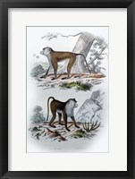 Framed Pair of Monkeys V