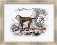 Framed Monkey V