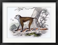 Framed Monkey V