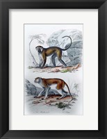 Framed Pair of Monkeys VI